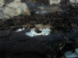 Sistotrema brinkmannii image
