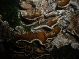 Bjerkandera adusta image