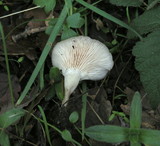 Clitocybe salmonilamella image