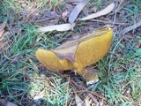 Suillus luteus image