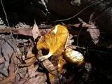 Austropaxillus infundibuliformis image