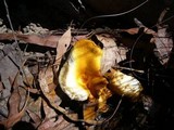 Austropaxillus infundibuliformis image