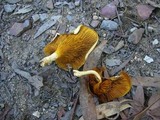 Austropaxillus infundibuliformis image