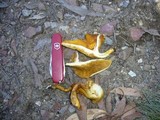 Austropaxillus infundibuliformis image