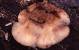Lentinellus ursinus image