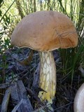 Austroboletus occidentalis image