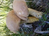 Austroboletus occidentalis image
