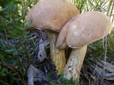 Austroboletus occidentalis image