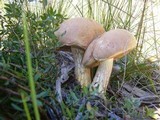 Austroboletus occidentalis image
