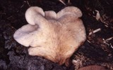 Lentinellus ursinus image