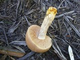 Austroboletus occidentalis image