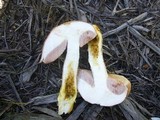 Austroboletus occidentalis image