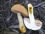 Austroboletus occidentalis image