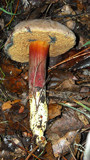 Boletus truncatus image