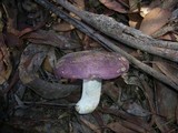 Russula clelandii image