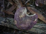 Russula clelandii image