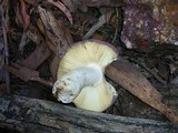 Russula clelandii image