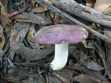 Russula clelandii image