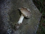 Amanita subspissa image