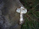 Amanita subspissa image