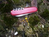 Lichenomphalia chromacea image