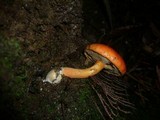 Boletus scarlatinus image