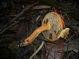 Boletus scarlatinus image