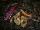 Boletus scarlatinus image