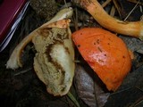 Boletus scarlatinus image