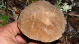 Boletus truncatus image