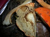 Boletus scarlatinus image
