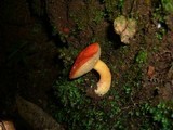 Boletus scarlatinus image
