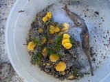 Discinella terrestris image