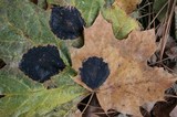 Rhytisma acerinum image
