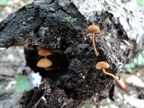 Flammulaster erinaceellus image