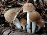 Psathyrella incerta image