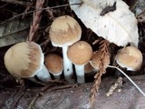 Psathyrella incerta image
