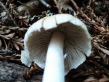 Psathyrella incerta image