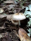 Bolbitius reticulatus image