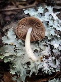Bolbitius reticulatus image