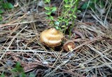 Cortinarius semisanguineus image