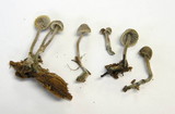 Mycena amicta image