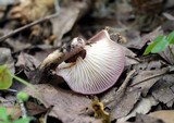 Panus conchatus image