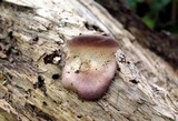 Panus conchatus image