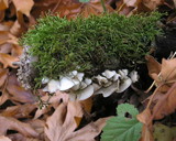 Crepidotus caspari image