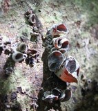 Auricularia nigricans image