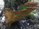 Fuscoporia torulosa image