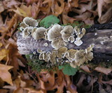 Crepidotus caspari image