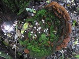 Fuscoporia torulosa image