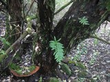 Fuscoporia torulosa image